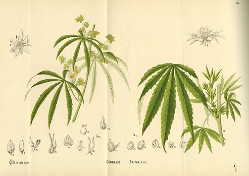 Cannabis in Antiquity: A Sacred Plant’s Journey