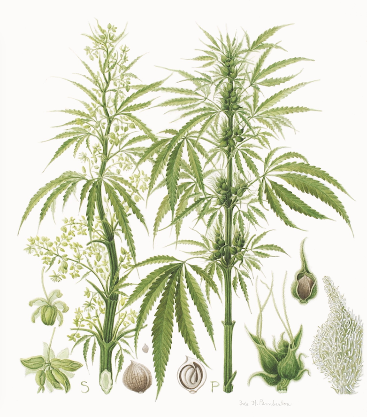 The Problem Classifying Cannabis