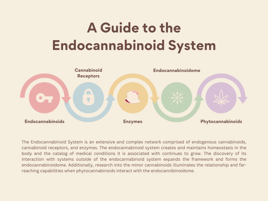 Cannabis as a Plant Ally: Understanding THC, CBD & the Endocannabinoid System.