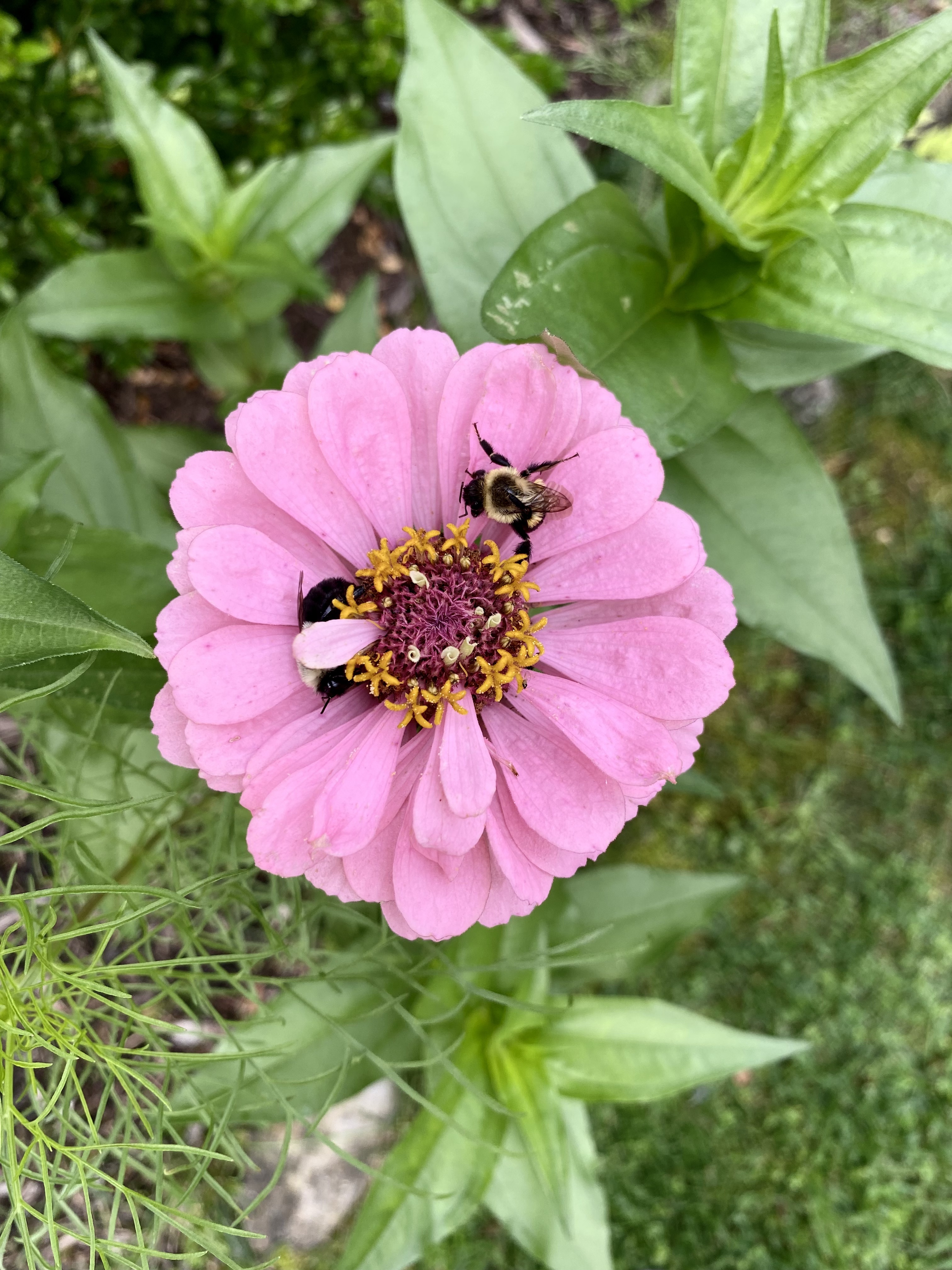 Gardening Essentials: Purpose, Sunlight, Watering Techniques, Soil Health, and Accessibility