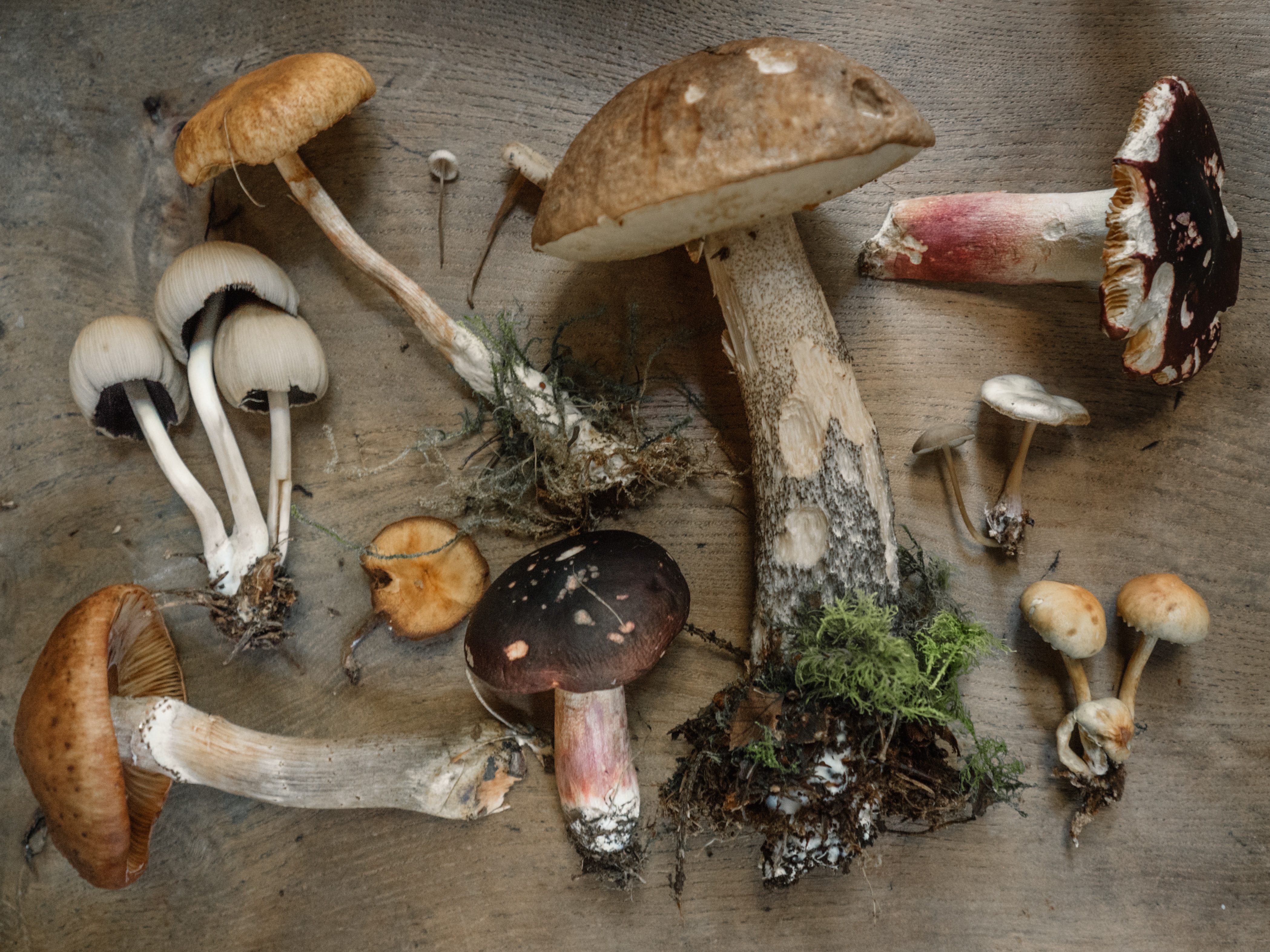 Mushroom Gardens