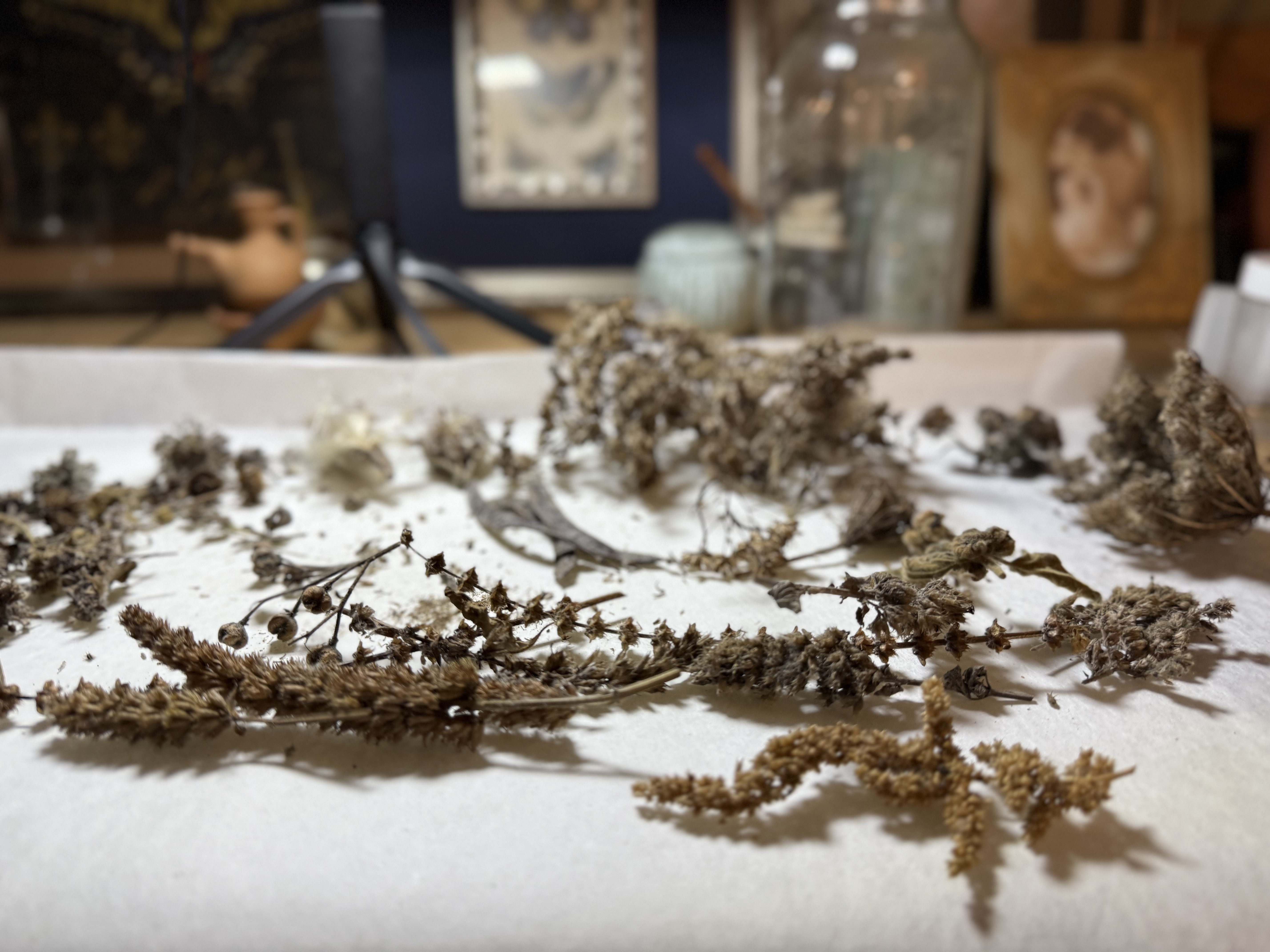 Empowered Gardeners Collect Seeds: The History and Importance of Saving Seeds in Your Garden