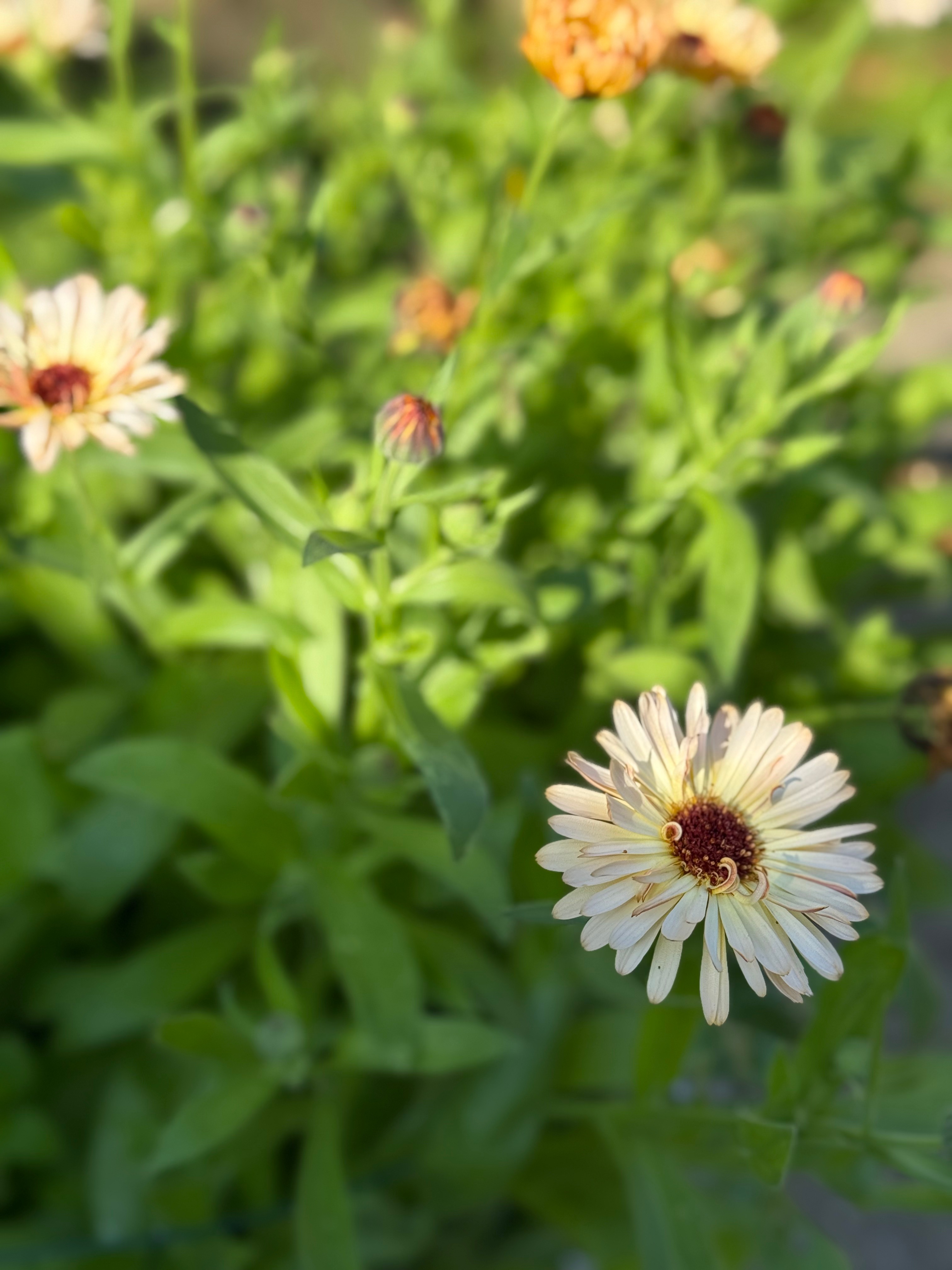 Planning Next Year’s Herbal Garden: 4 Beginner-Friendly Medicinal Plants