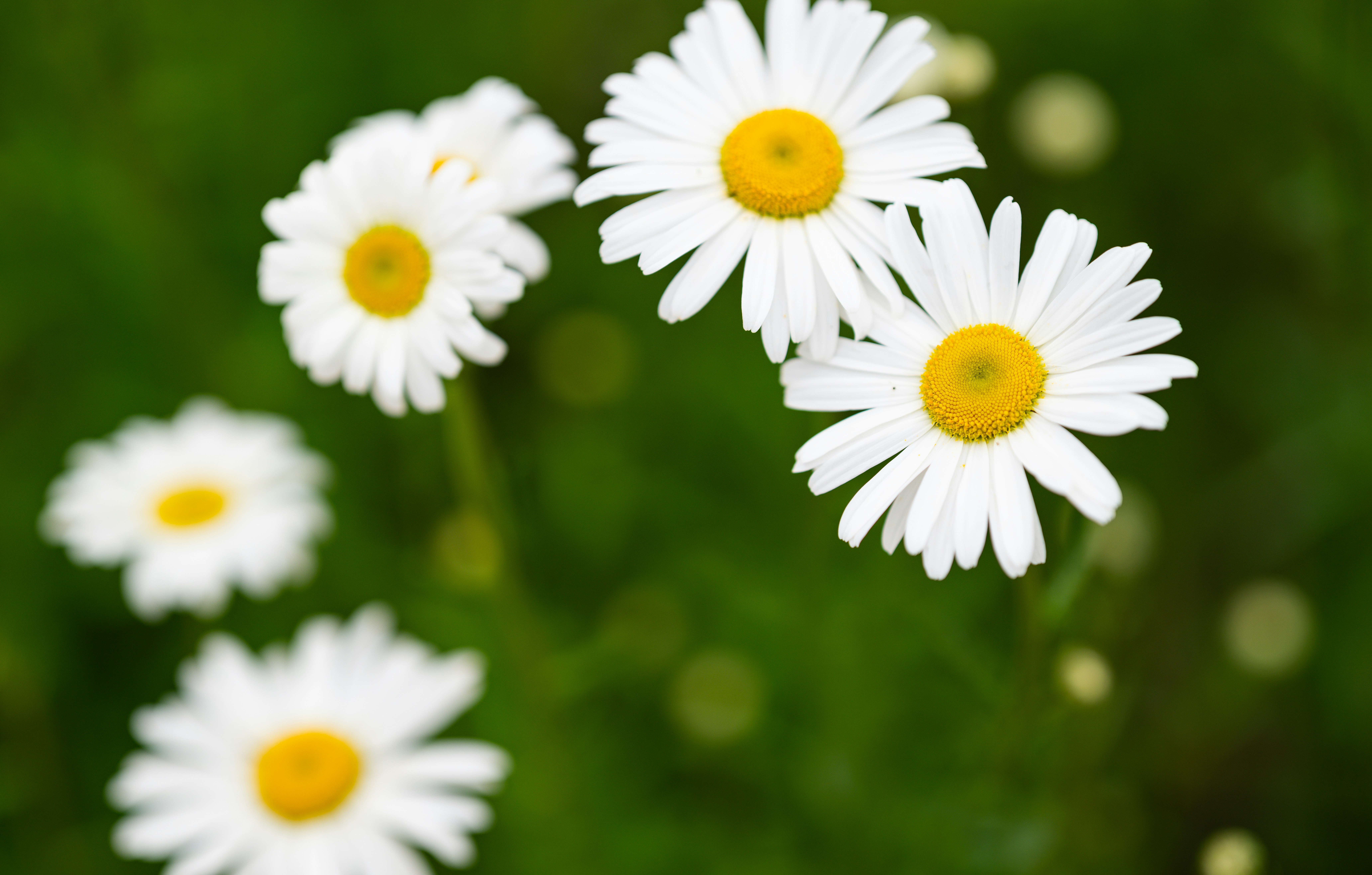 Close-up of white daisylike flowers with yellow centers blooming against a soft green background.