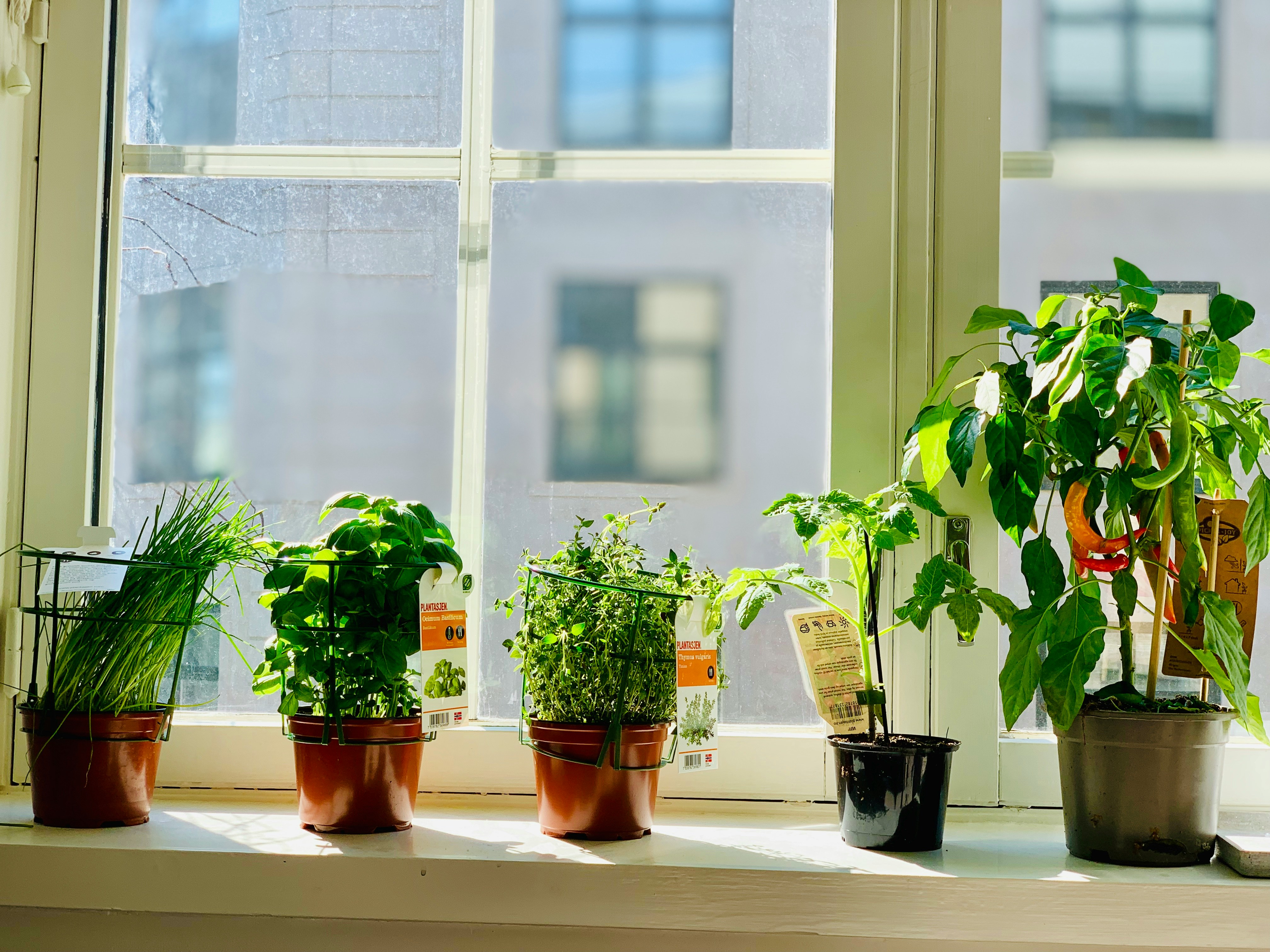 Indoor Windowsill Apothecary: Growing Herbs in Small Spaces