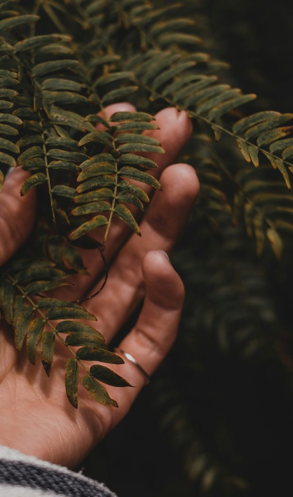 A hand gently touching a fern leaf in soft, natural light.