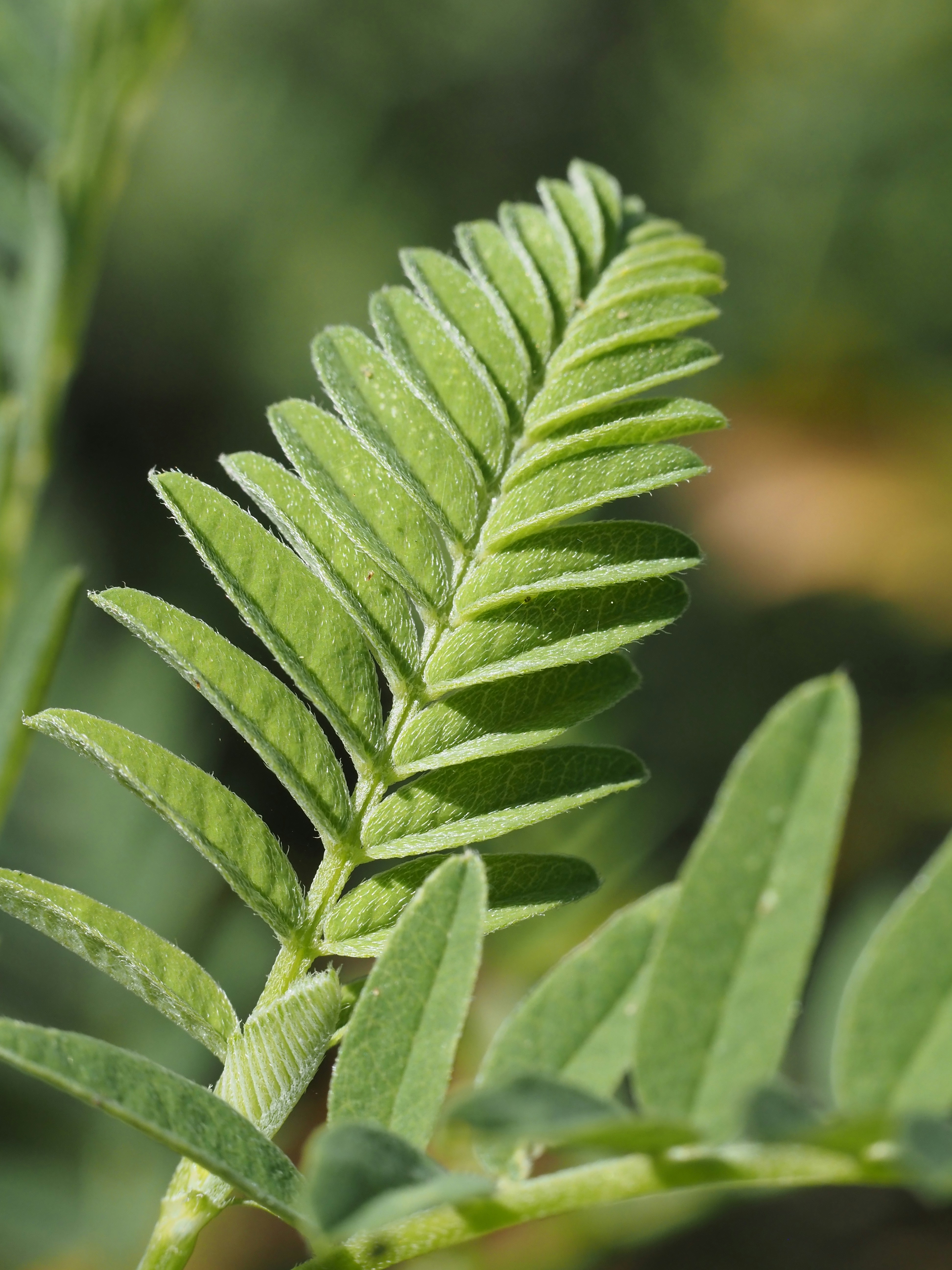 Close-up of astragalus plant leaves showing soft, green compound leaflets on a central stem in natural light.