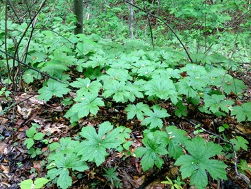 Goldenseal