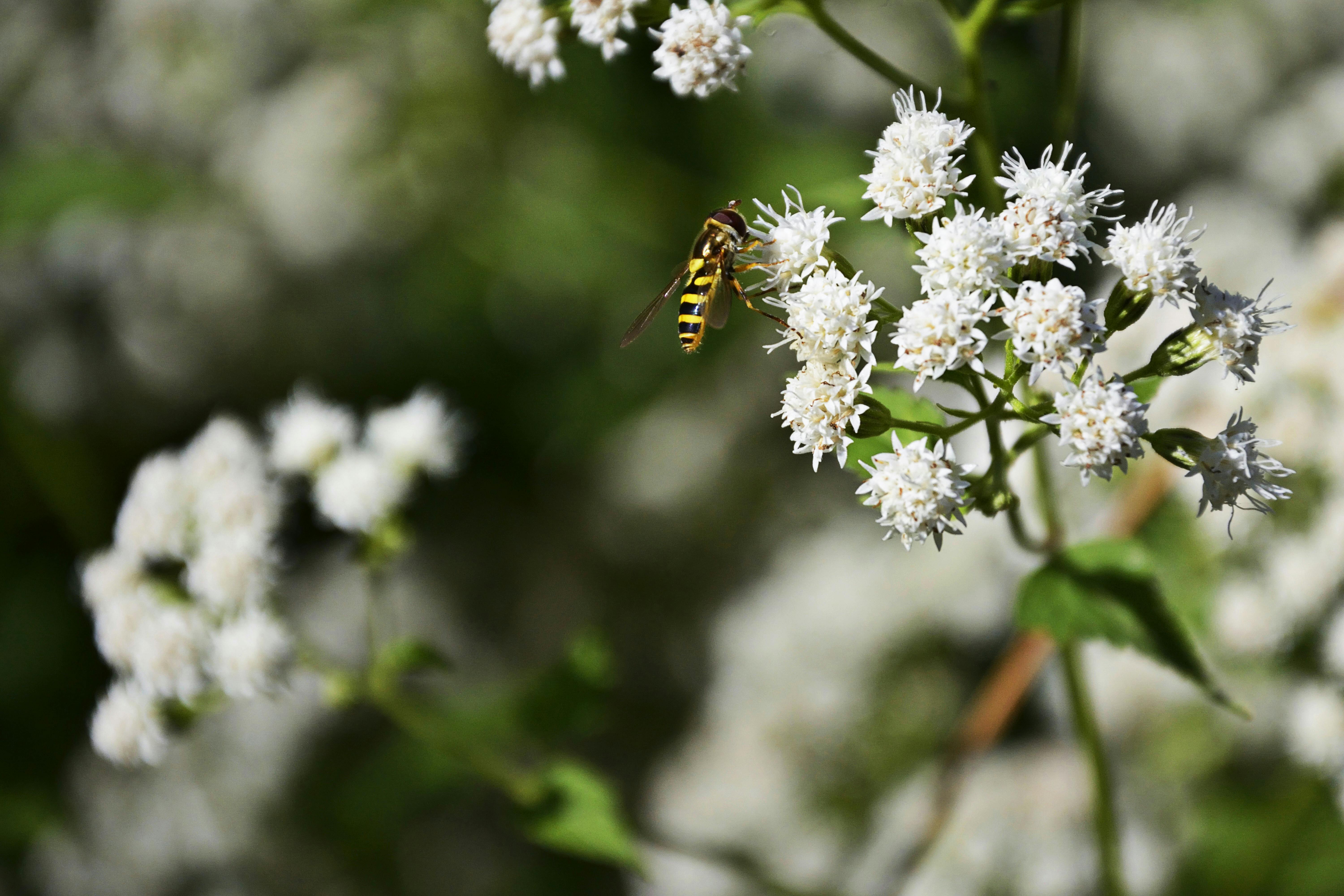 Boneset