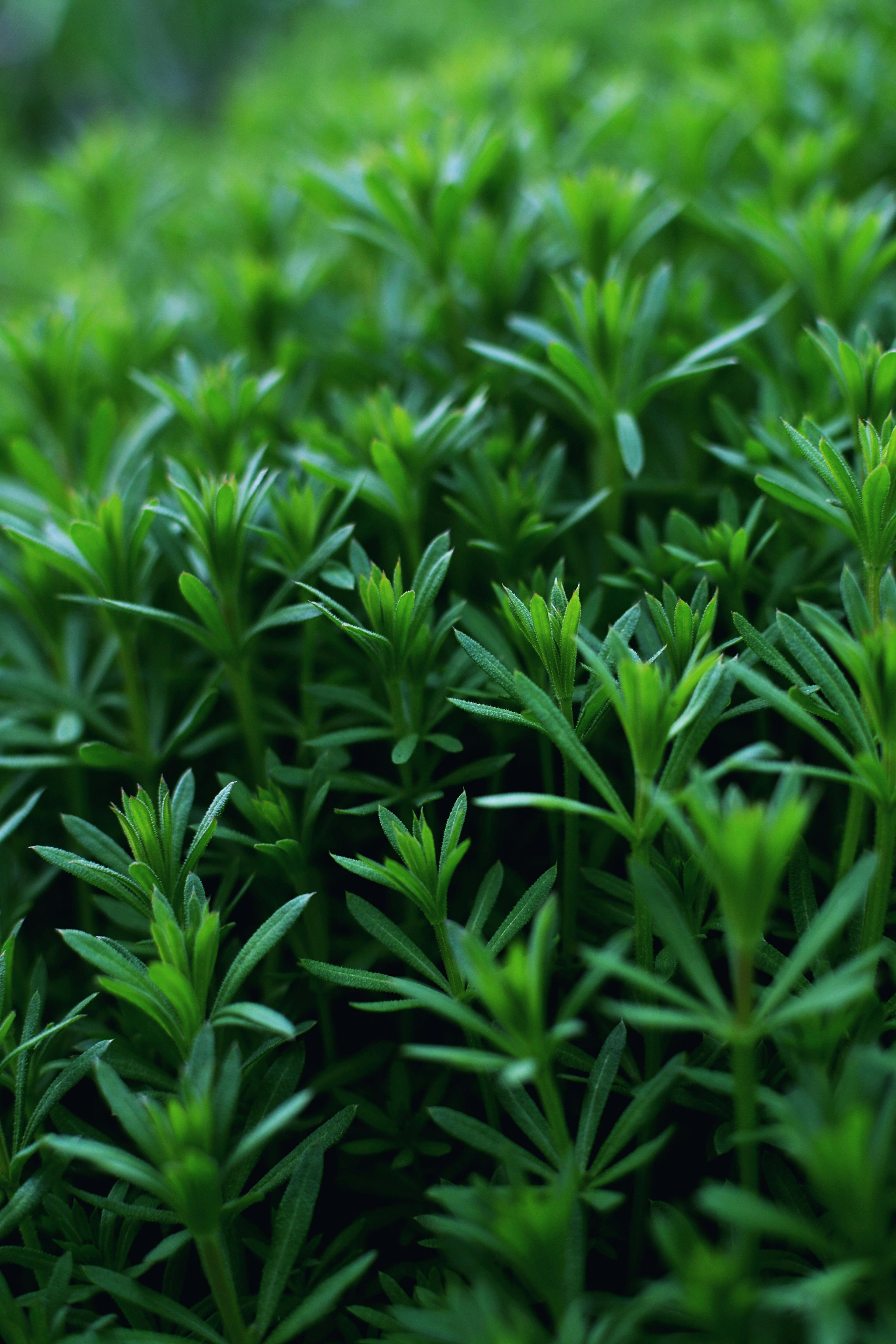 Cleavers