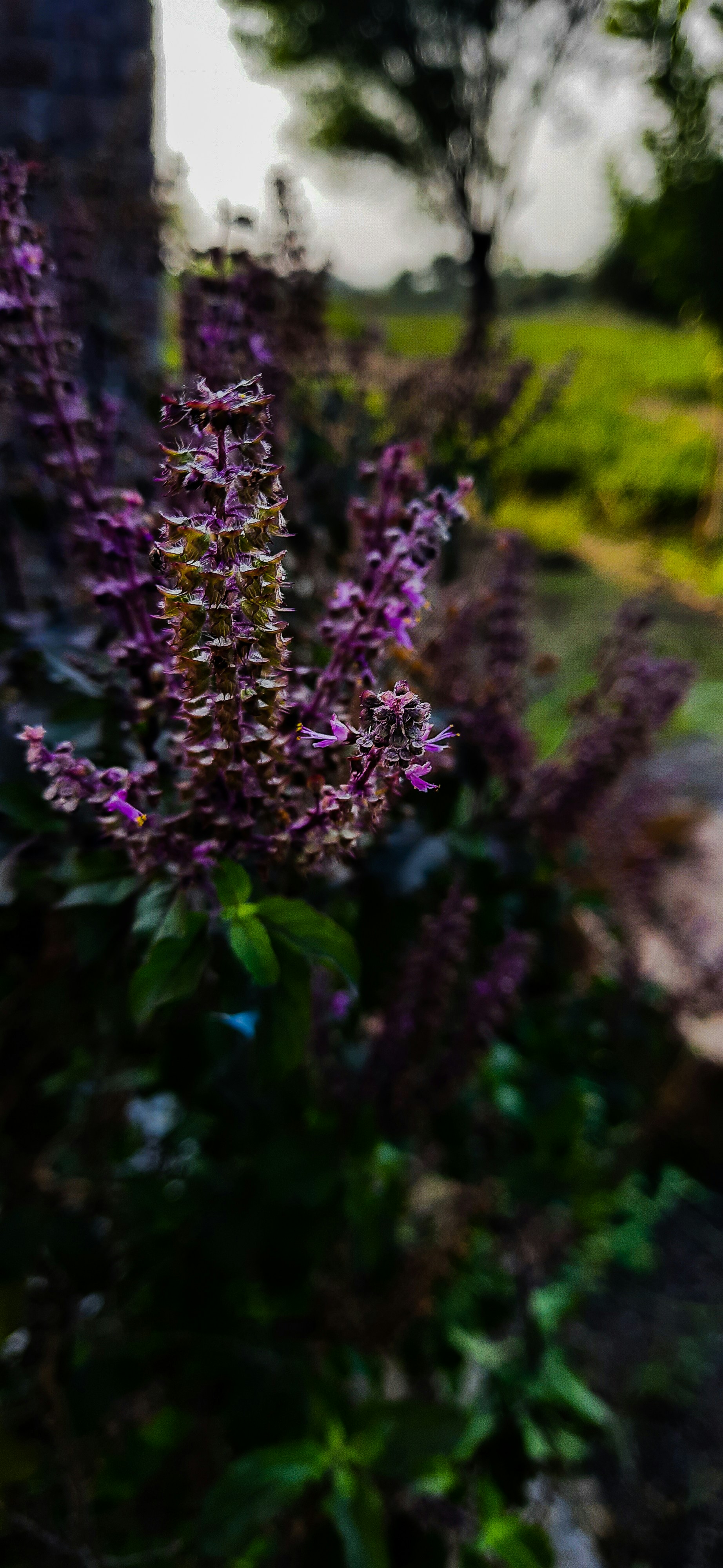 Tulsi (Holy Basil)